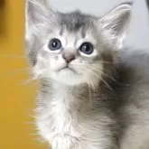 ソマリ