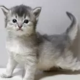 ソマリ【長野県・女の子・2025年12月16日・ブルー】の写真3