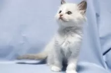 ラグドール【長野県・女の子・2025年9月20日・ブルーポイントバイカラー】の写真3