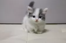 マンチカン(短足)【長野県・男の子・2024年11月30日・ブルー&ホワイト】の写真4