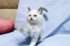 ラグドール【長野県・女の子・2025年9月20日・ブルーポイントバイカラー】の写真4