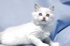 ラグドール【長野県・男の子・2025年9月20日・ブルーポイントバイカラー】の写真4