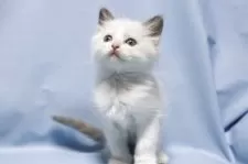 ラグドール【長野県・女の子・2025年9月20日・ブルーポイントバイカラー】の写真5