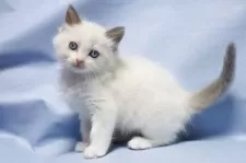 ラグドール【長野県・男の子・2025年4月22日・ブルーポイントバイカラー】の写真5