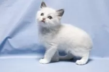 ラグドール【長野県・女の子・2025年9月20日・ブルーポイントバイカラー】の写真6