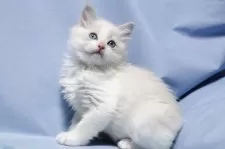 ラグドール【長野県・男の子・2025年9月20日・ブルーポイントバイカラー】の写真6