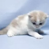 マンチカン(長足)【長野県・男の子・2025年9月14日・クリーム&ホワイト】の写真6