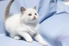 ラグドール【長野県・男の子・2025年4月22日・ブルーポイントバイカラー】の写真7