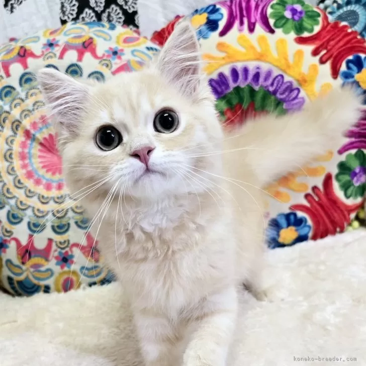 ID:2406-01322の子猫