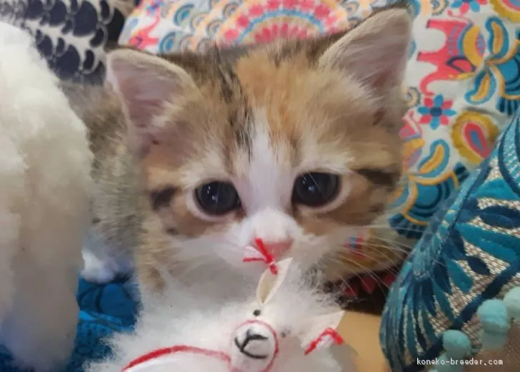 ID:2005-00482の子猫