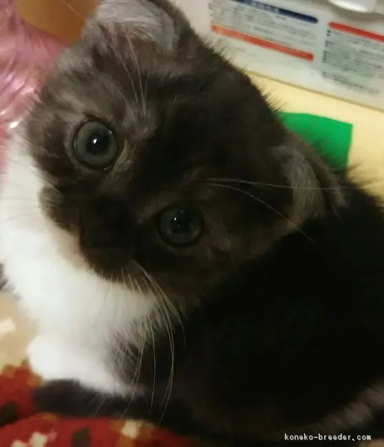 ID：1701-00524の子猫