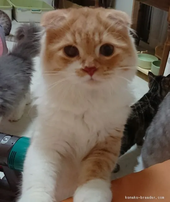 ID:1801-00961の子猫