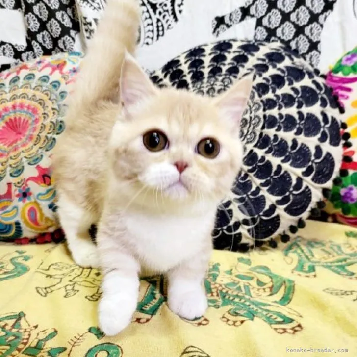 ID:2306-01292の子猫