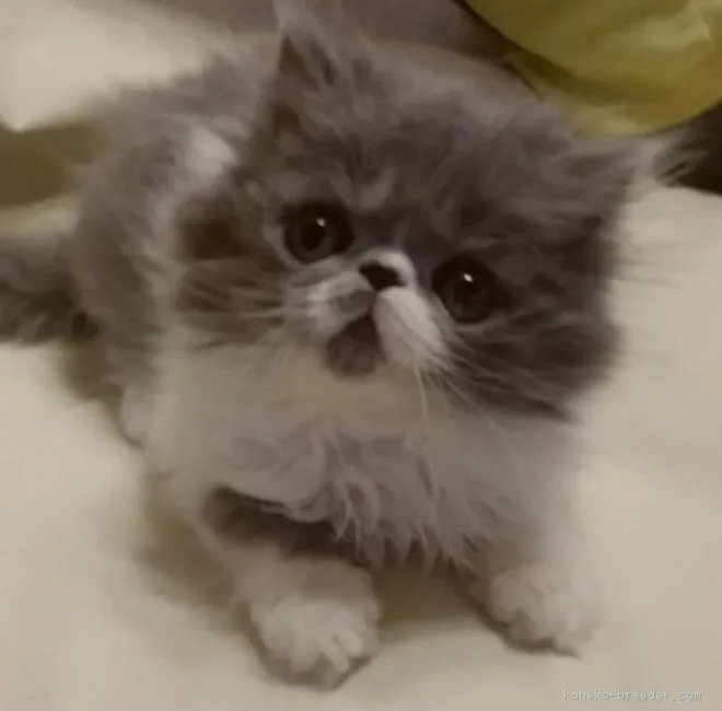 ID:1810-00054の子猫