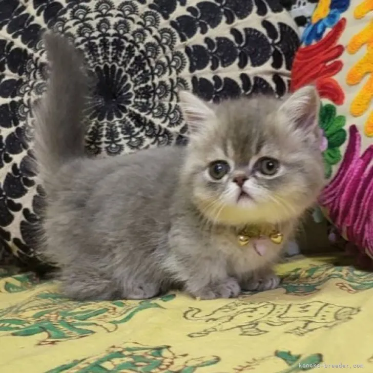 ID：2307-00001の子猫