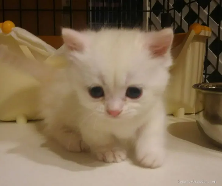 ID:1703-00107の子猫