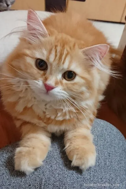 loveletters 様のお迎えした子猫