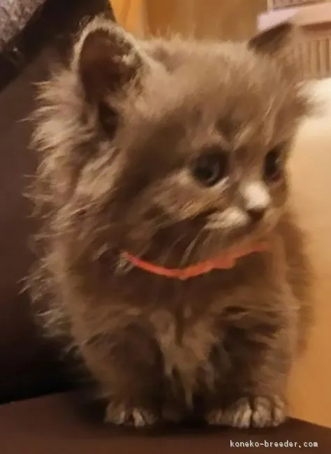ID:1704-00140の子猫
