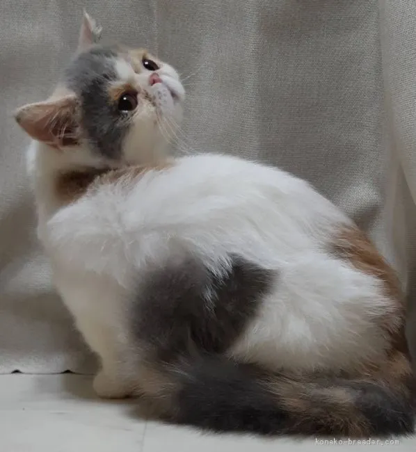 ID：1909-01012の子猫