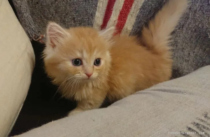 ID:1710-01178の子猫