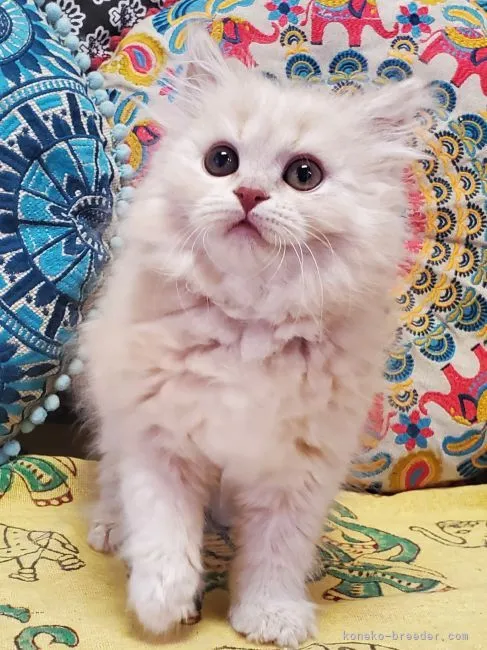 いーぐる 様のお迎えした子猫