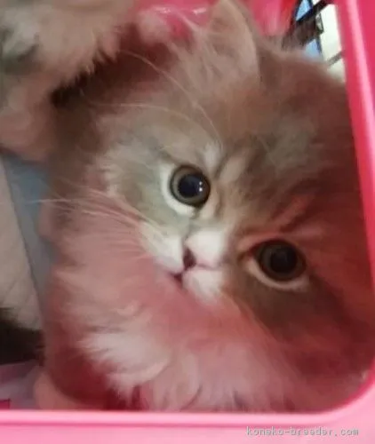 ID:1804-01504の子猫