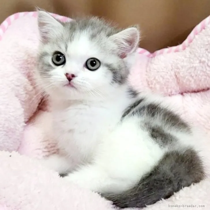 ID：2303-00742の子猫