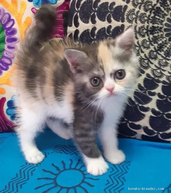 ふわ 様のお迎えした子猫
