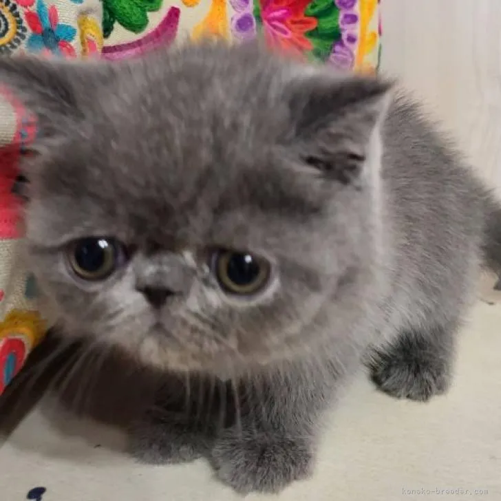 ID：2212-00733の子猫