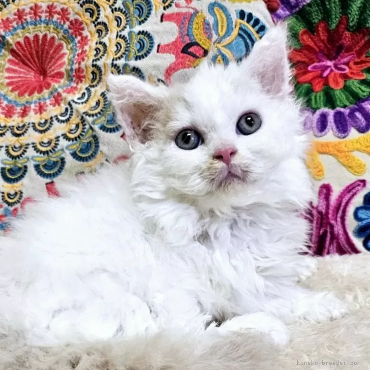 ID：2407-01673の子猫