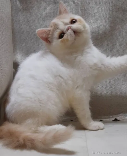 ID:1909-01013の子猫