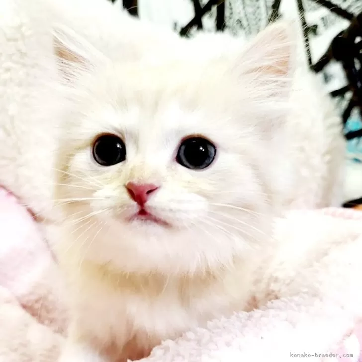 ID:2404-03630の子猫