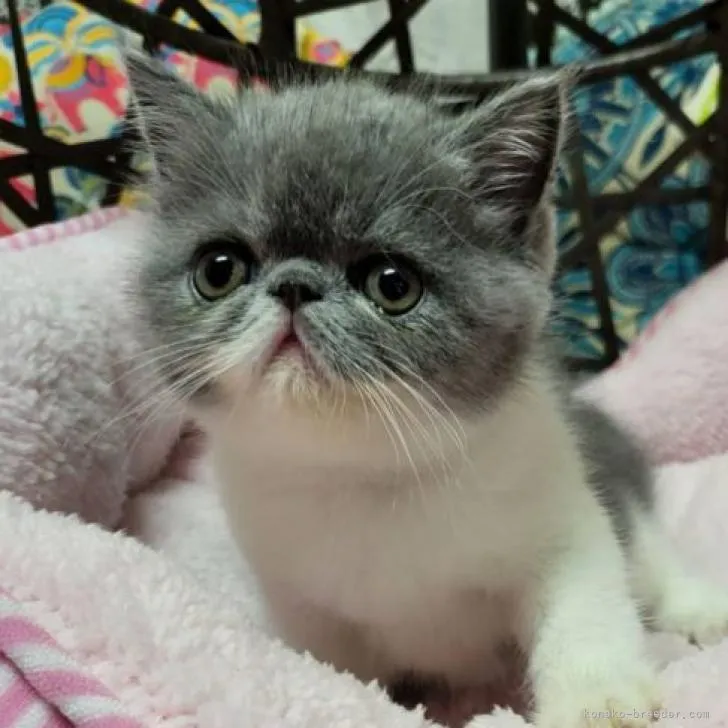 ID:2209-00786の子猫