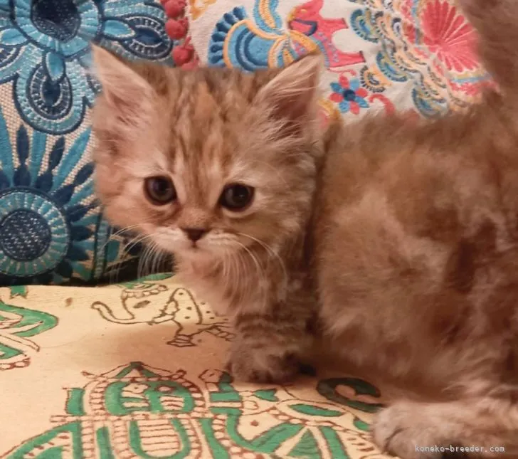 ID：2107-01855の子猫