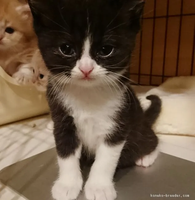 ID:1710-01142の子猫