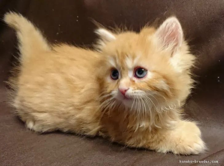 ID:1803-00255の子猫