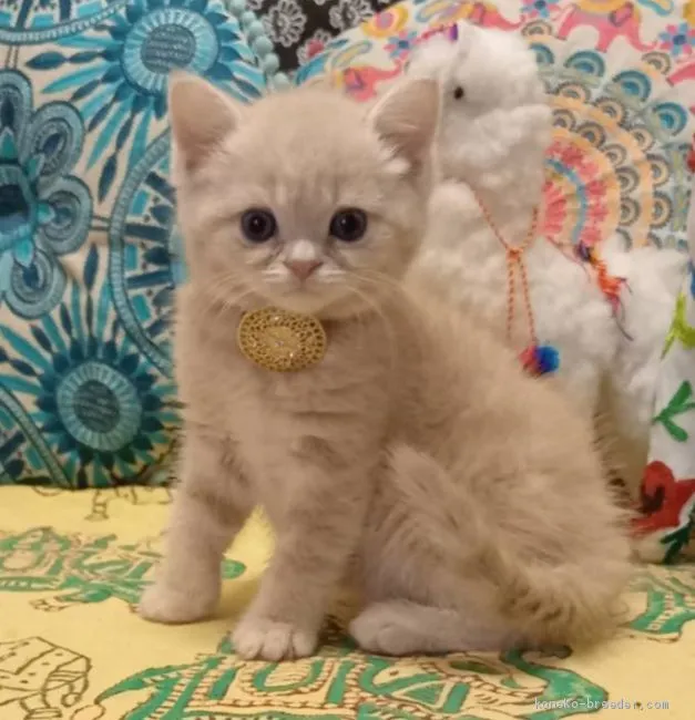 haru 様のお迎えした子猫