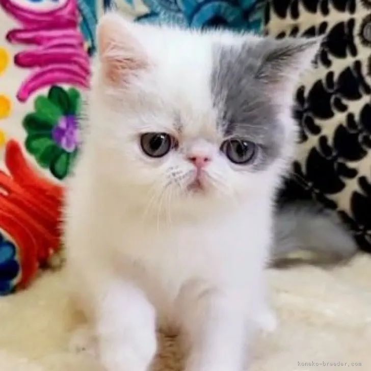 ID:2311-01789の子猫