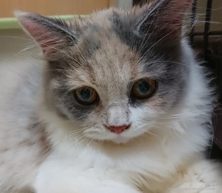 ID:1907-00053の子猫