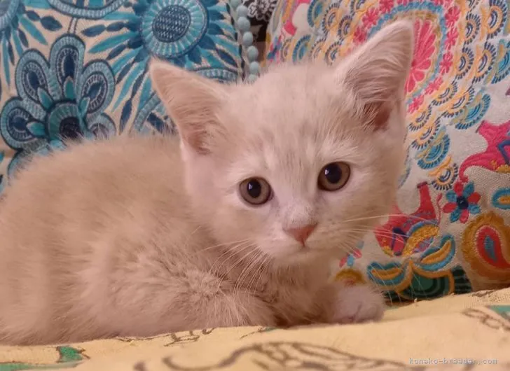 ID:2105-01447の子猫