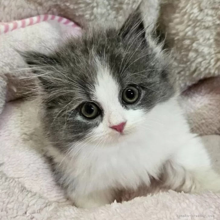 ID:2409-00904の子猫