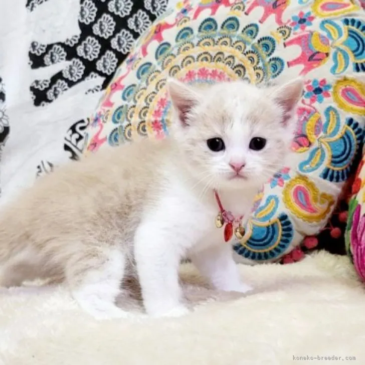 ID:2309-02632の子猫