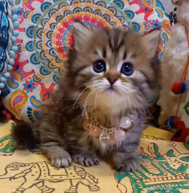 ID:2102-01786の子猫