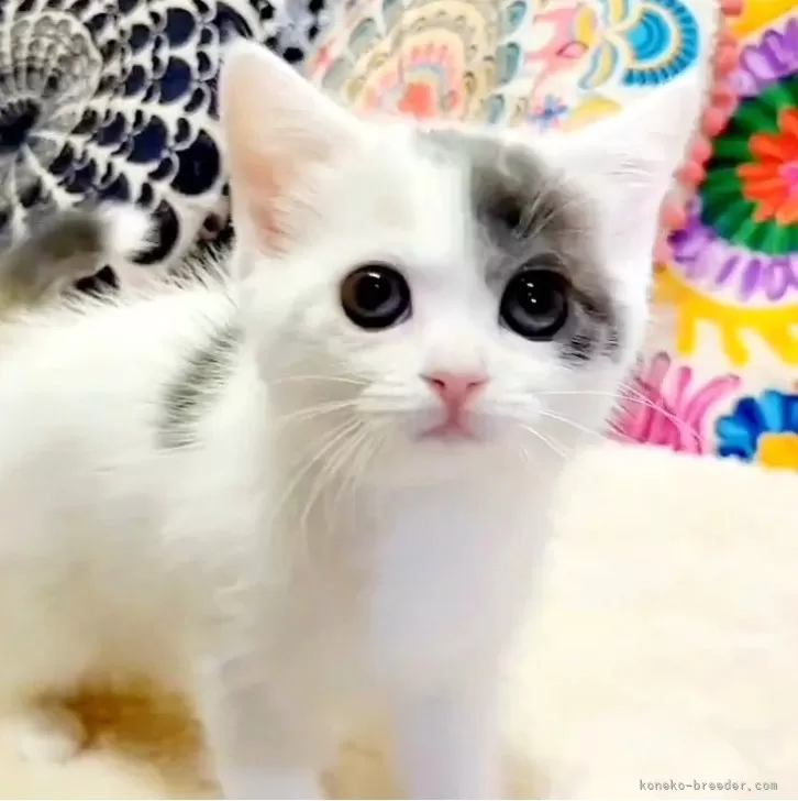 ID：2404-03631の子猫