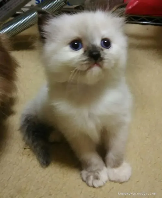 ID:1607-00775の子猫