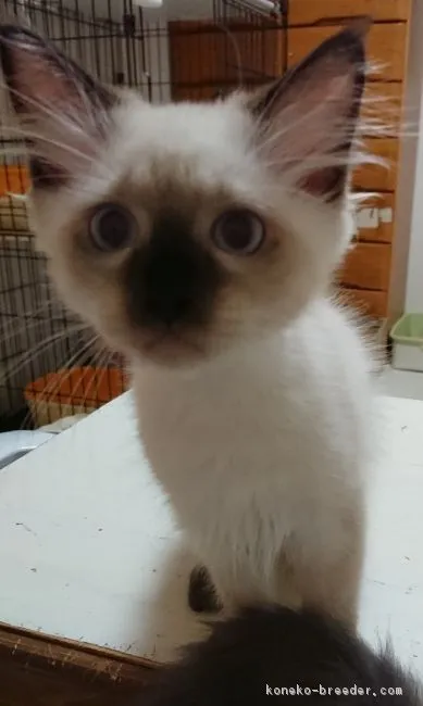 ID:1807-01616の子猫