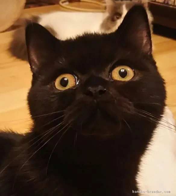 ID：1610-00213の子猫