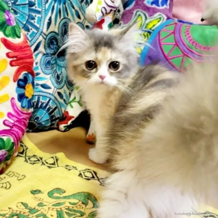 ID：2307-00002の子猫