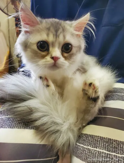 ID：2008-00773の子猫