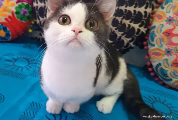 KO 様のお迎えした子猫